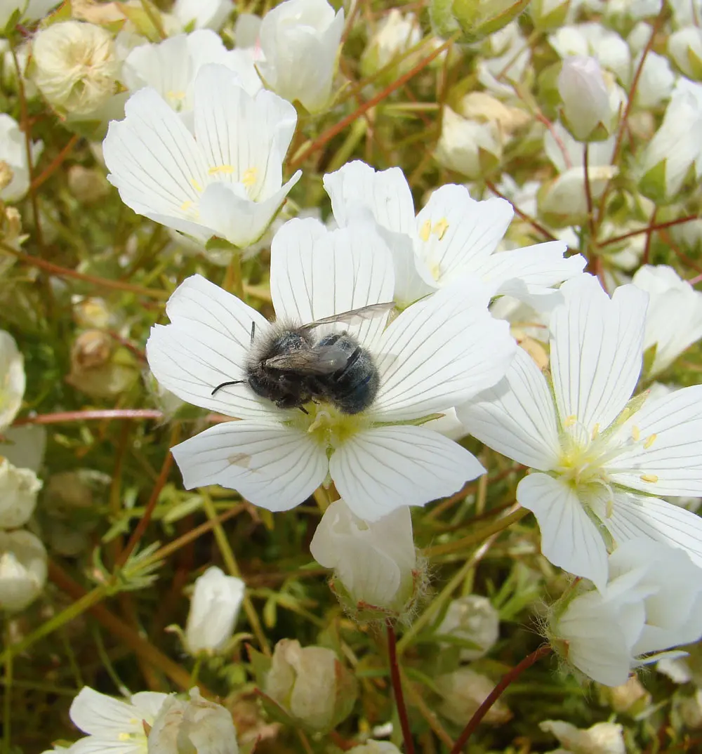 mason bee