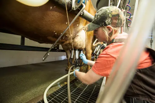 Oregon State University student attaches a milking machine to a cow in the OSU Dairy Research Center
