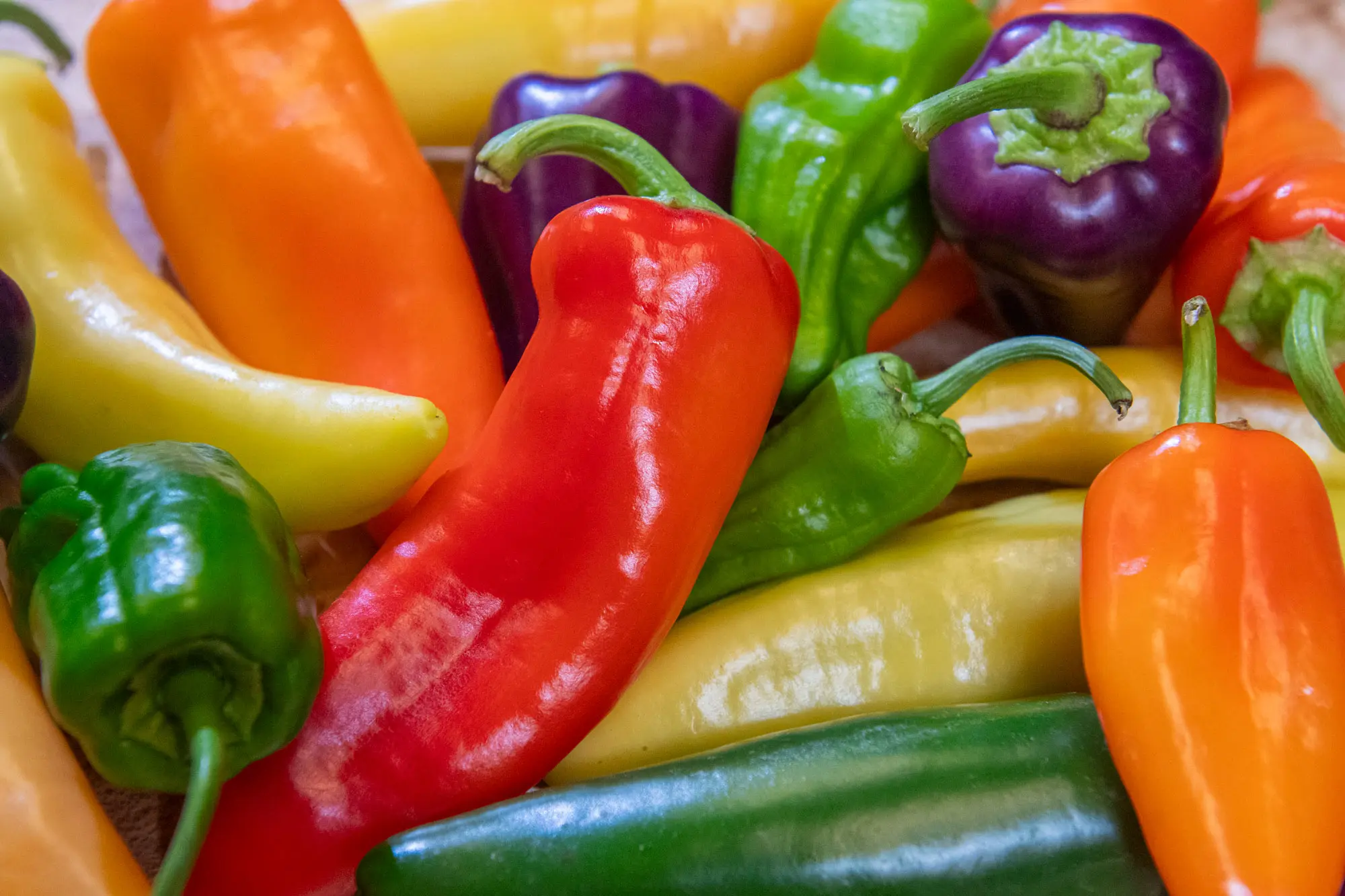 Growing peppers in maritime Northwest is more challenging than in Mexico, but it cane be done.