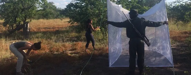 Mosquito trapping in South Africa