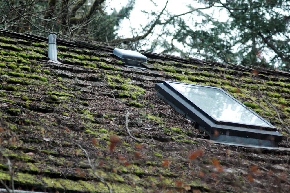 Moss on roof