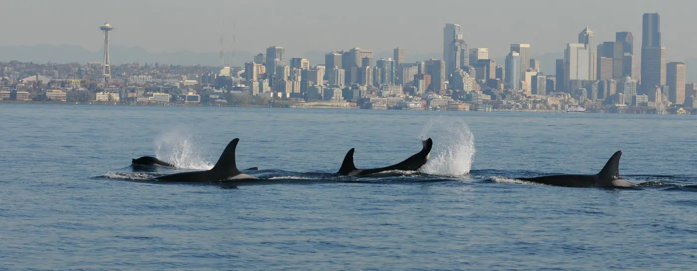 Seattle seascape