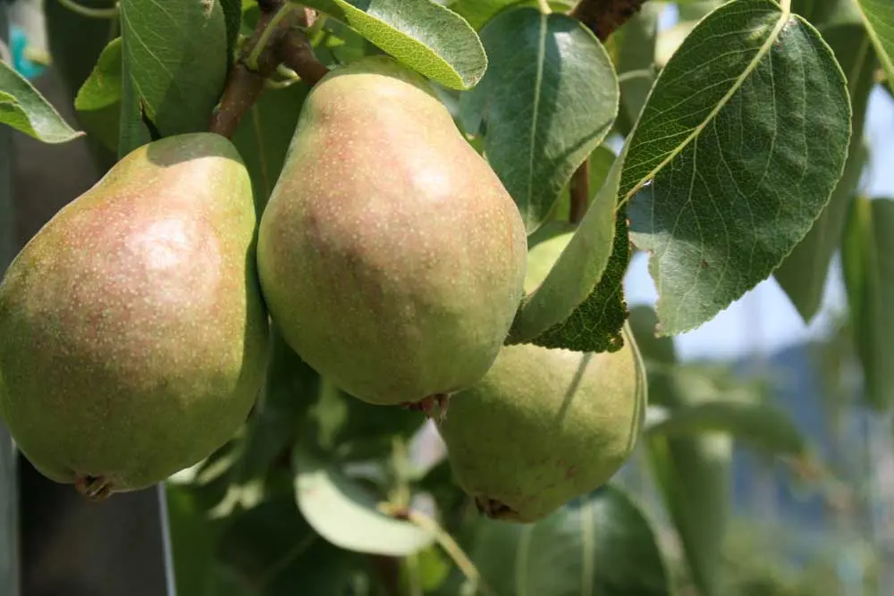 Pears on the tree.