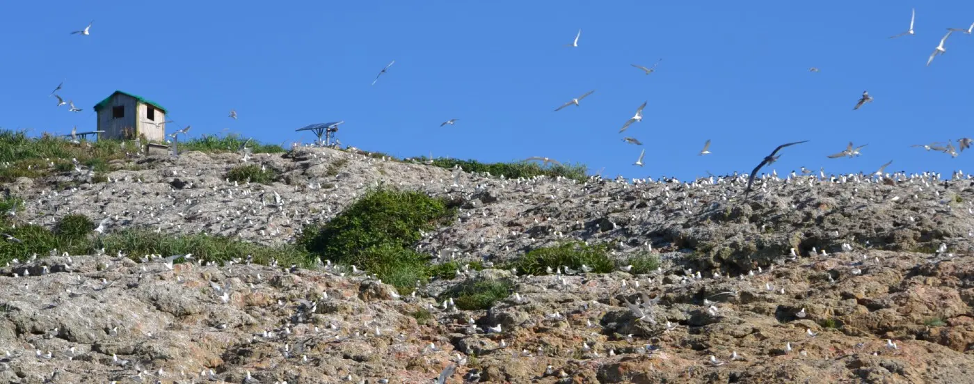 Tern colony by Simba Chan