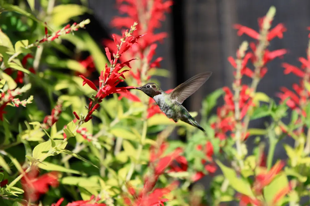 pineapple sage