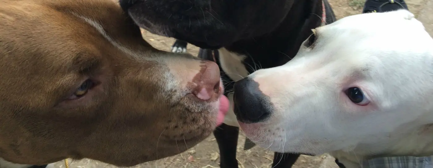 Pit bulls