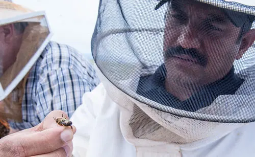 Oregon State University researcher Ramesh Sagili inspects a European honeybee in a carrot seed field near Madras, Ore.