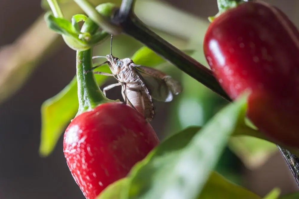 A brown marmorated stink bug crawls on a plant with red peppers.