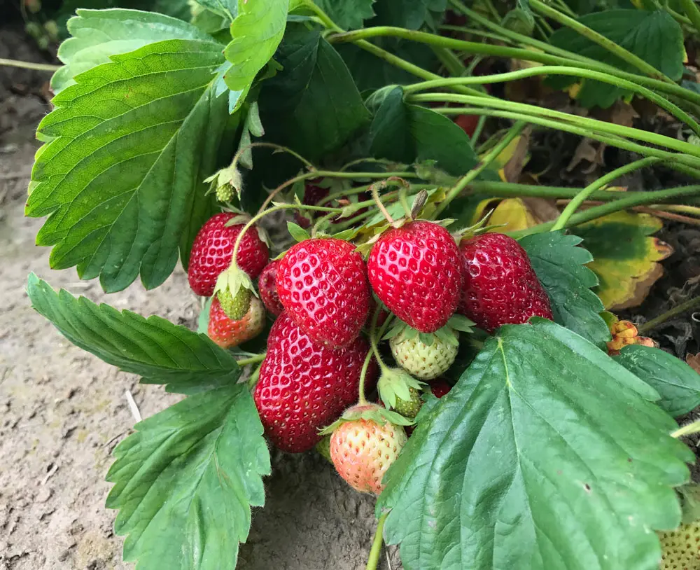 Strawberries