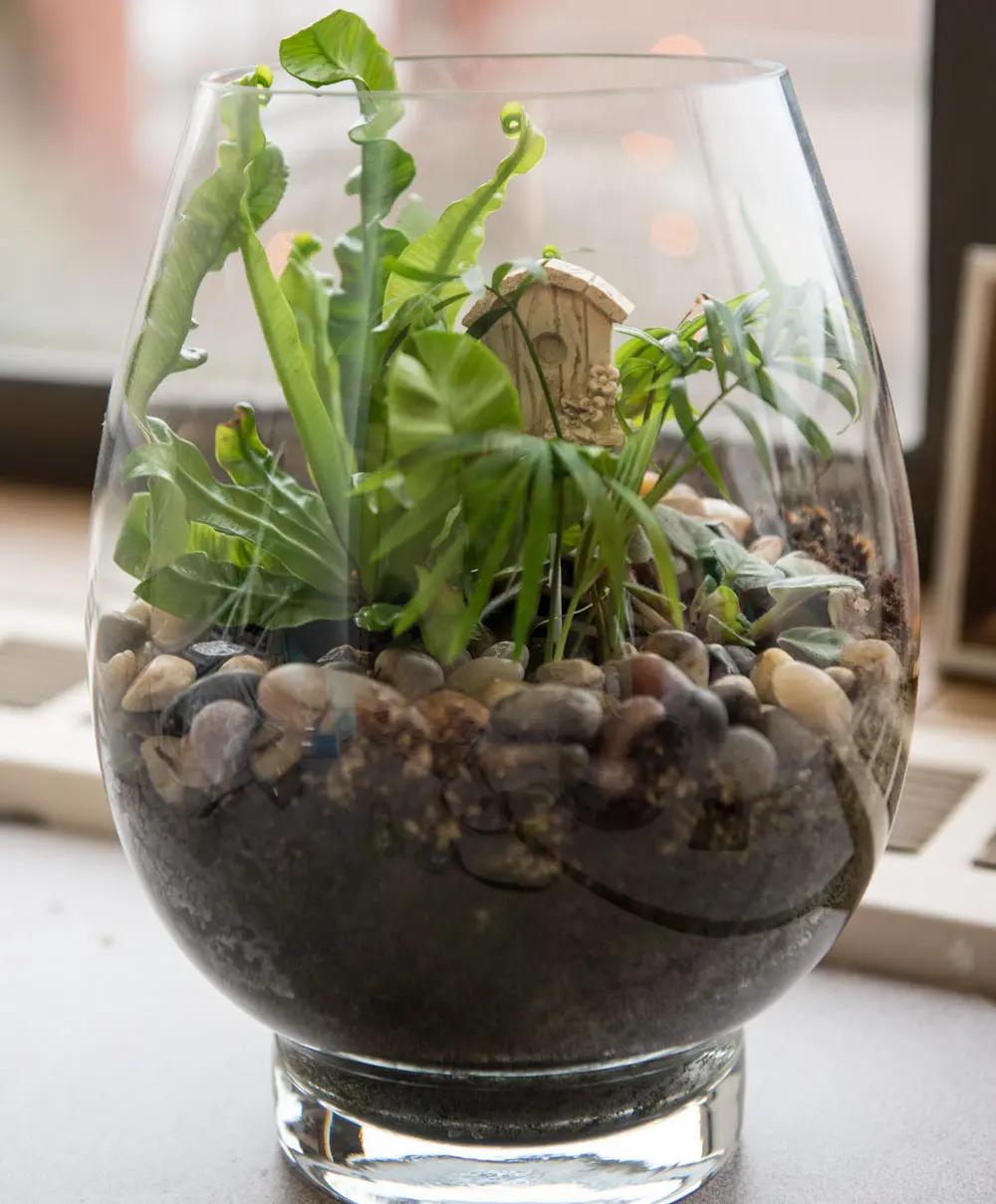terrarium