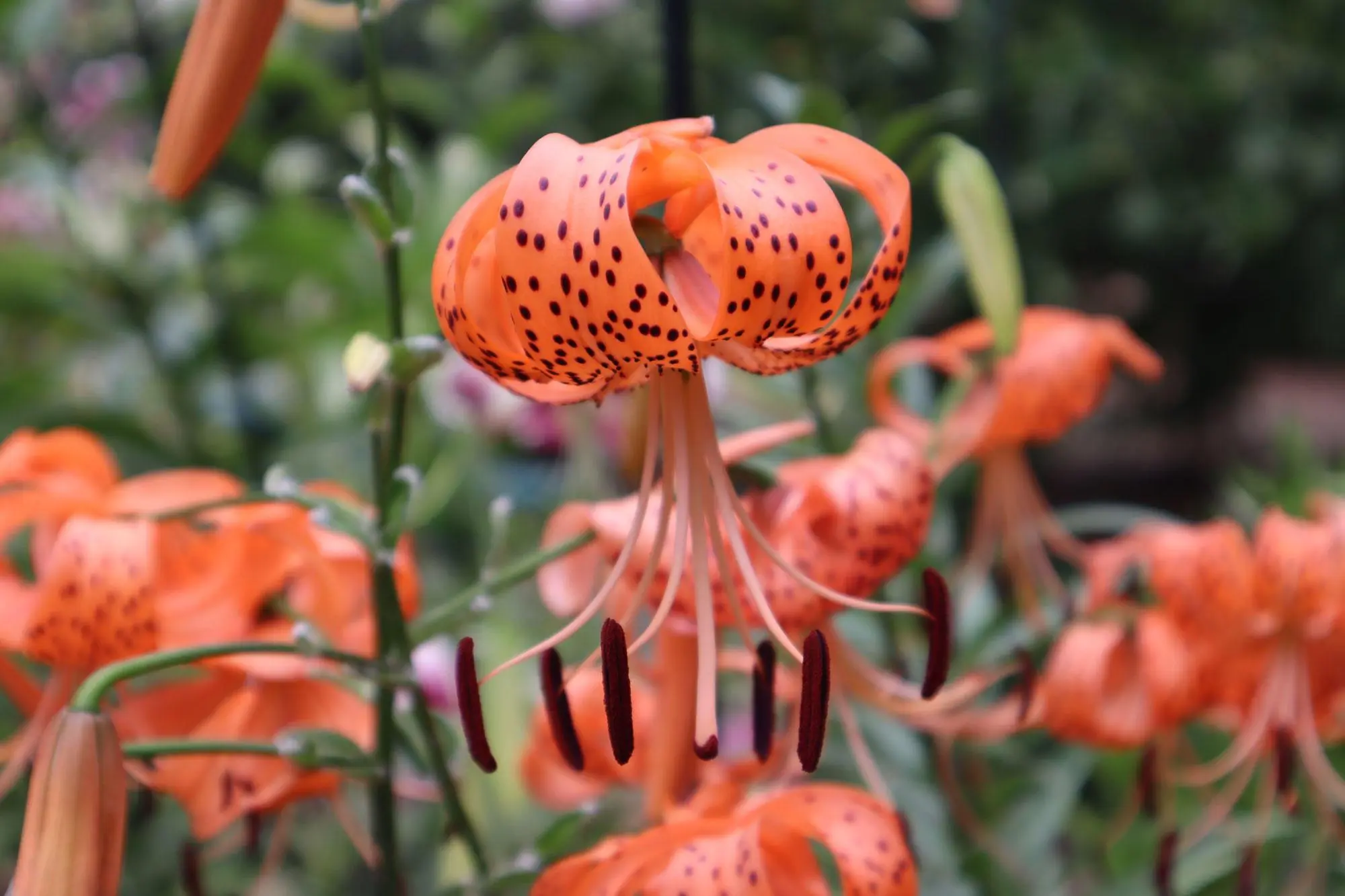 A bed of freckled orange tiger lily flowers hanging face down with petals curved up. 