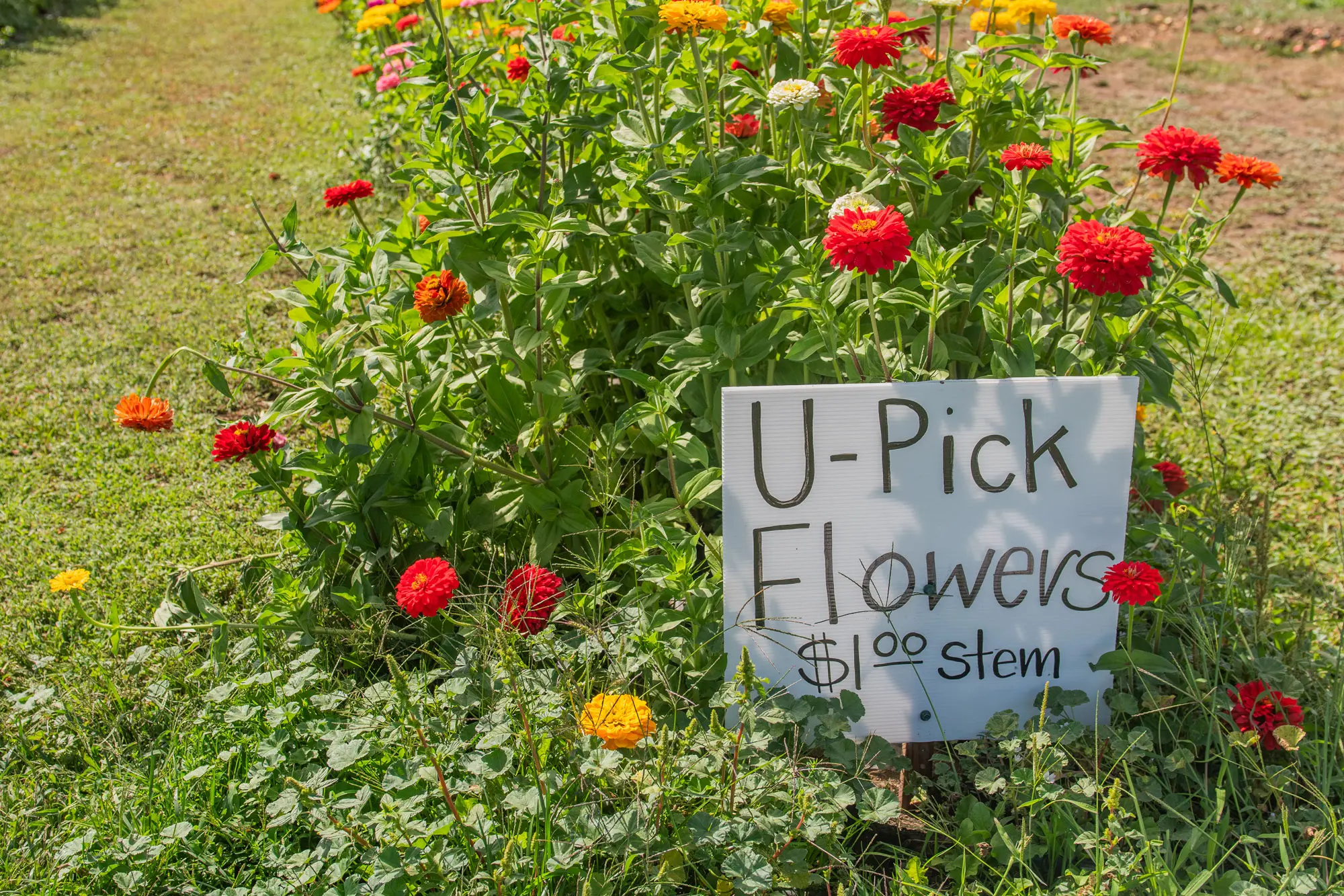 U-Pick flowers at a Willamette Valley farm. In agritourism, producers combine farming with aspects of tourism. 