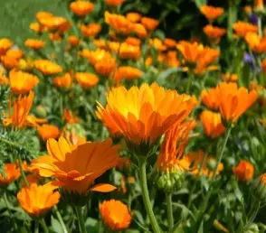 Calendula