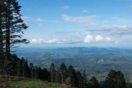 View of conifer forest from the top of Mary’s Peak, the highest point on Oregon’s Coast Range