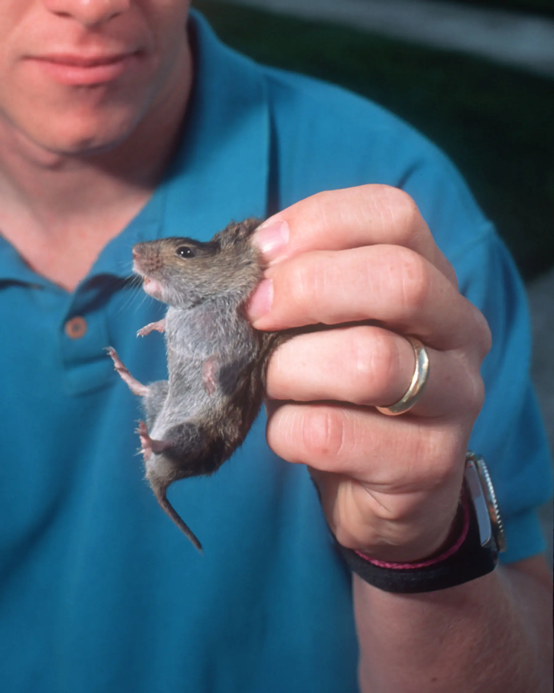 A man holds a vole, a mouse-like rodent, by its scruff.