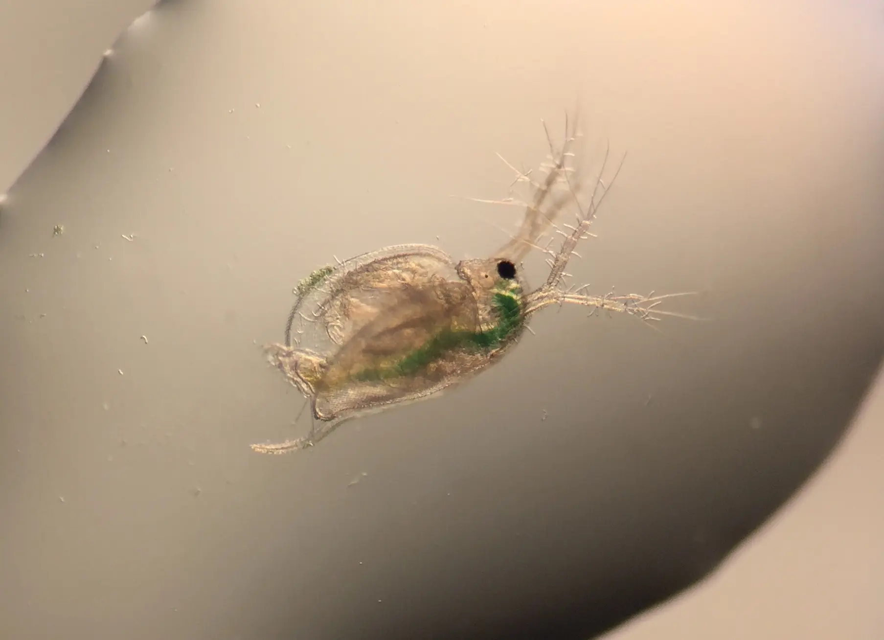 Water flea (Ceridaphnia dubia)