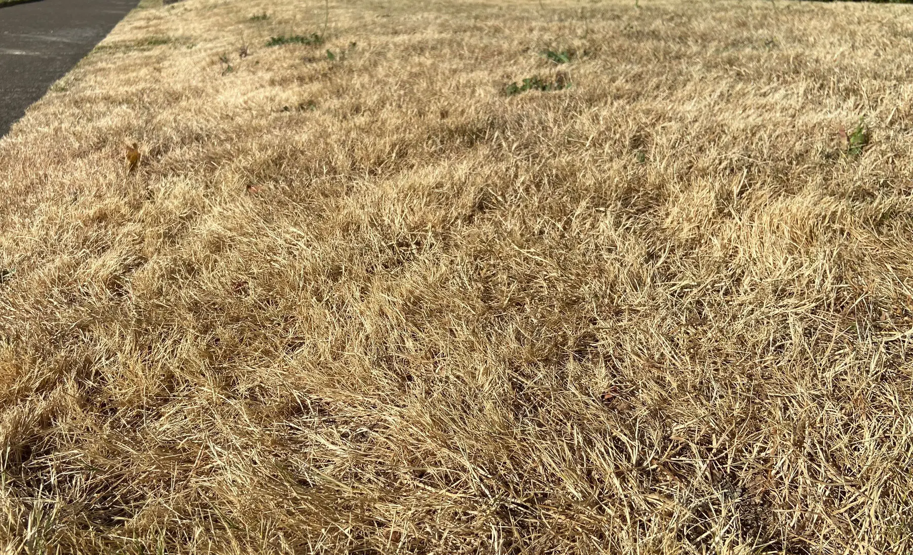 yellow grass in front of a house