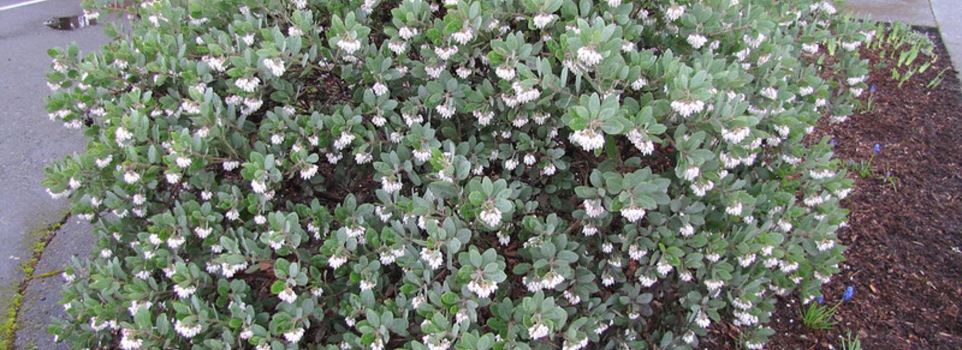 manzinita