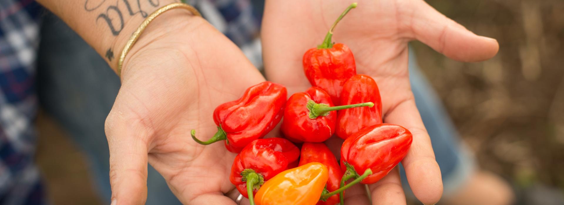 hands holds mild habanero peppers