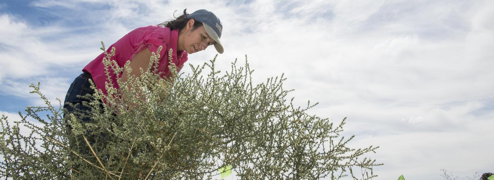 A woman wearing a baseball cap is in a field and cutting into a tumbleweed.