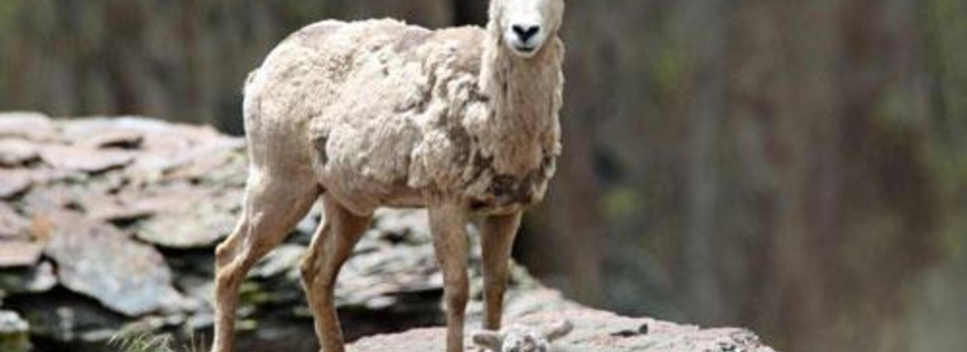 A California bighorn ewe guards her lamb in Rattlesnake Canyon in southeast Oregon.