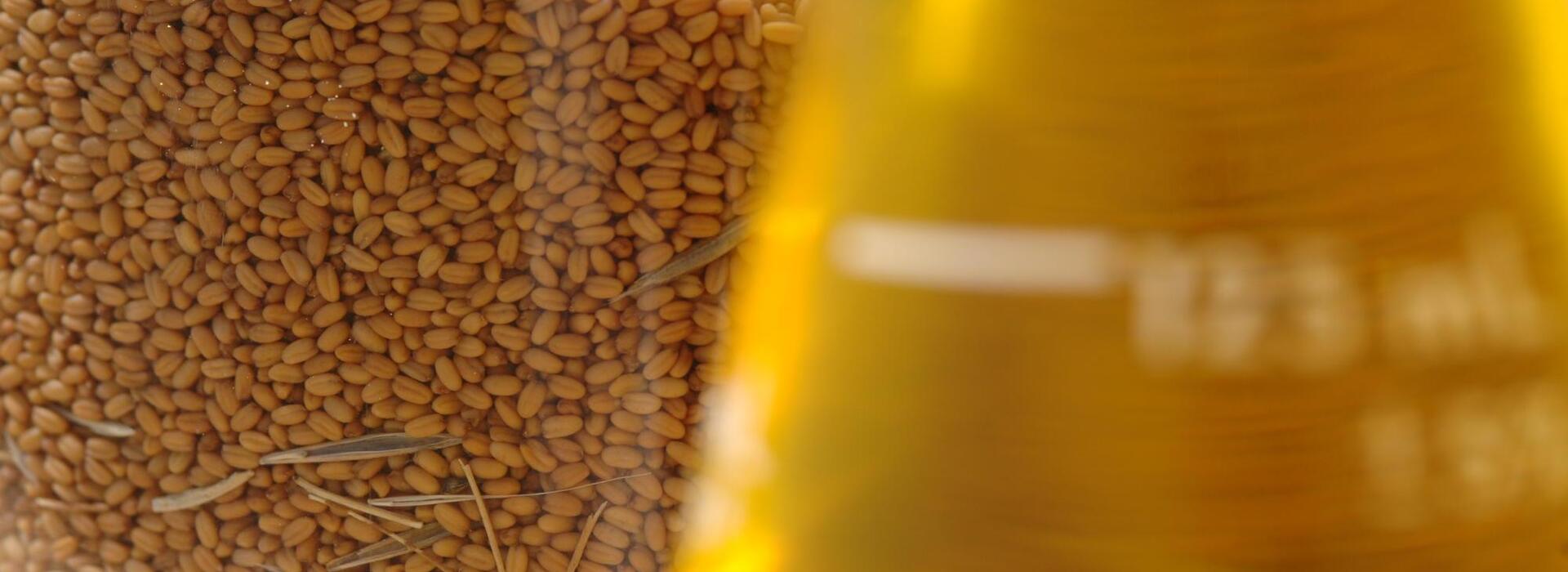 A closeup of camelina seed in a jar next to camelina oil in a beaker.