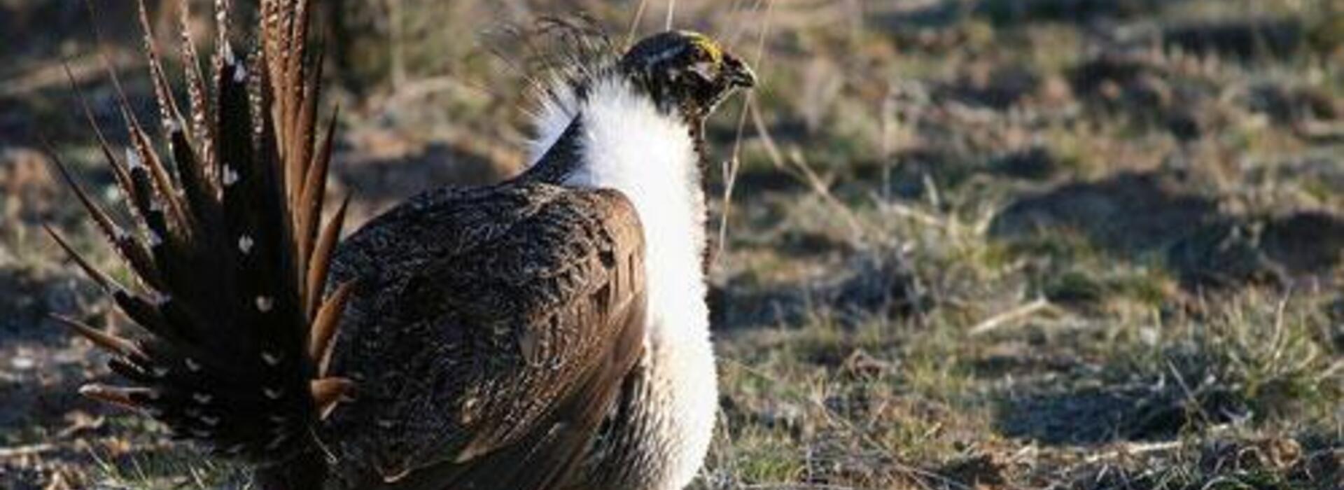 A greater sage-grouse in its habitat. It's a small, chicken-like bird with long tail feathers.