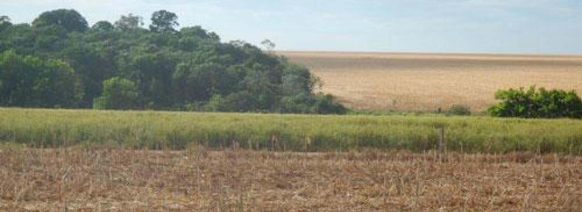 Corn fields next to forestland in Brazil.
