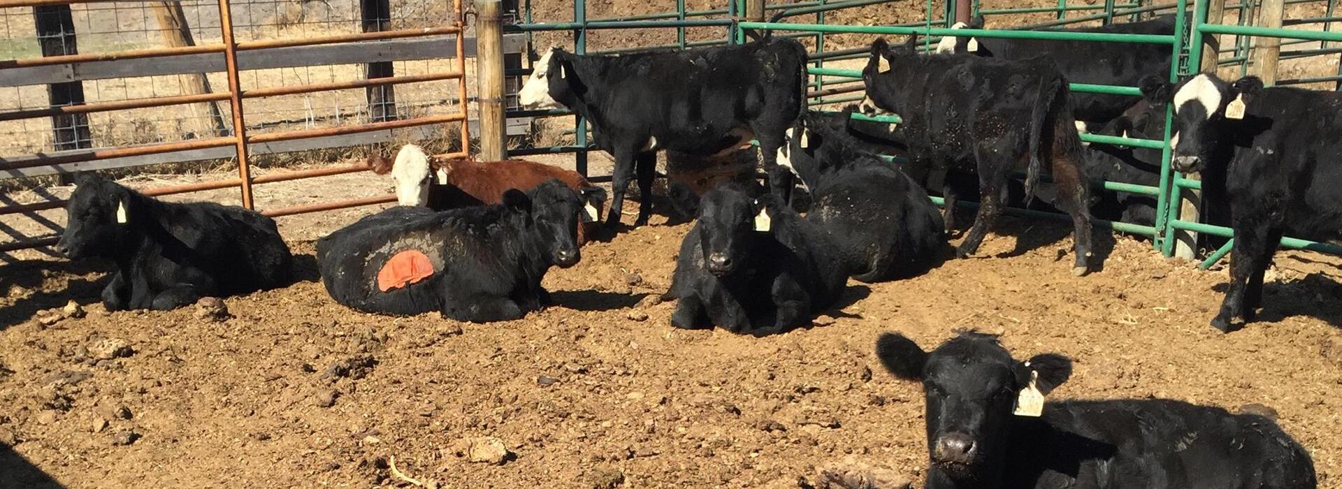 Black cows sitting and standing in a pen.