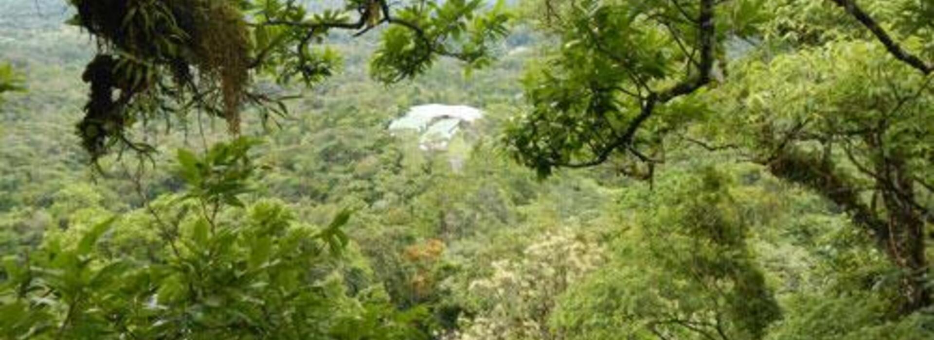A green, lush tropical forest.