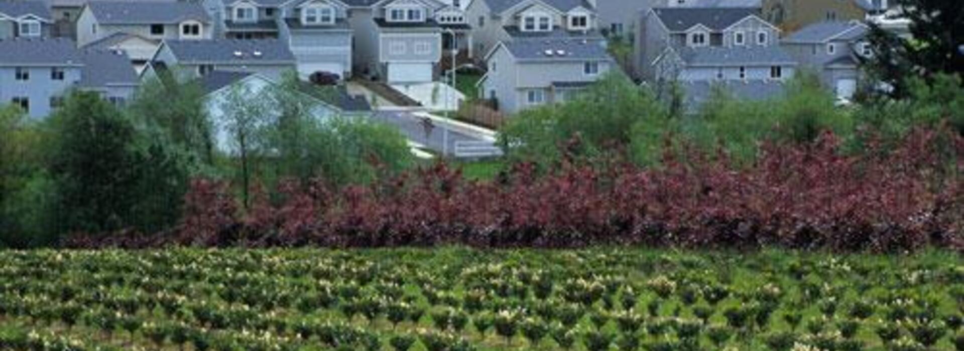 A farm is in the foreground and a subdivision of houses is in the background.