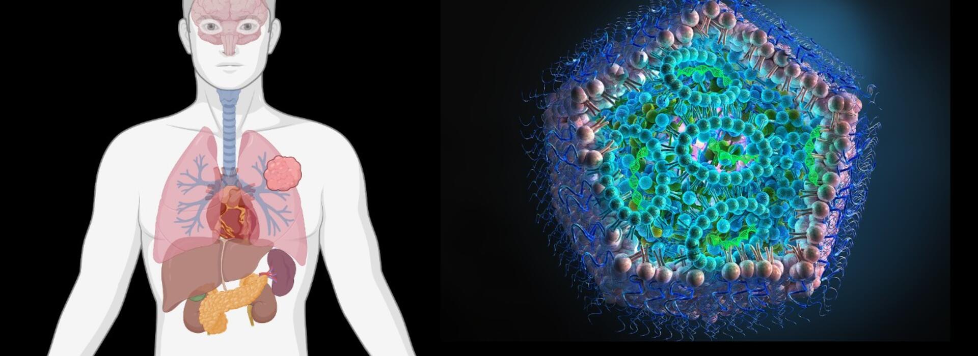 OSU's Gaurav Sahay and collaborators have named their three-year, DARPA-funded project TALARIA, short for tailored, adaptive lipid nanoparticles for aerosolization and intramuscular administration. Pictured are one of the nanoparticles and regions of the body the nanoparticles might need to reach to deliver their genetic cargo.