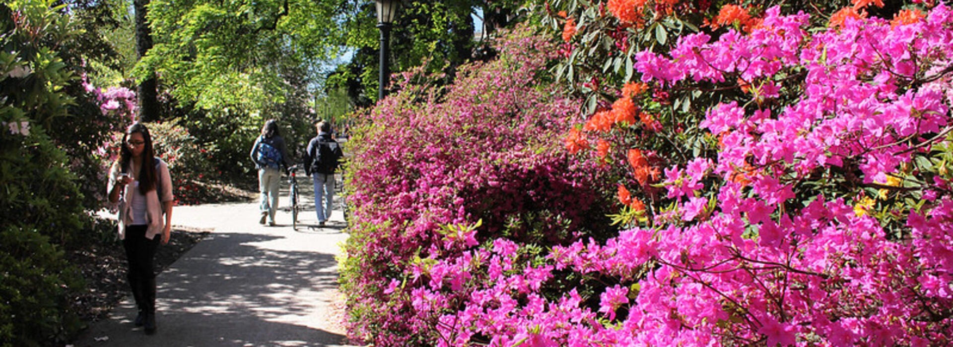 People walking on campus near bright flowering shrubs.