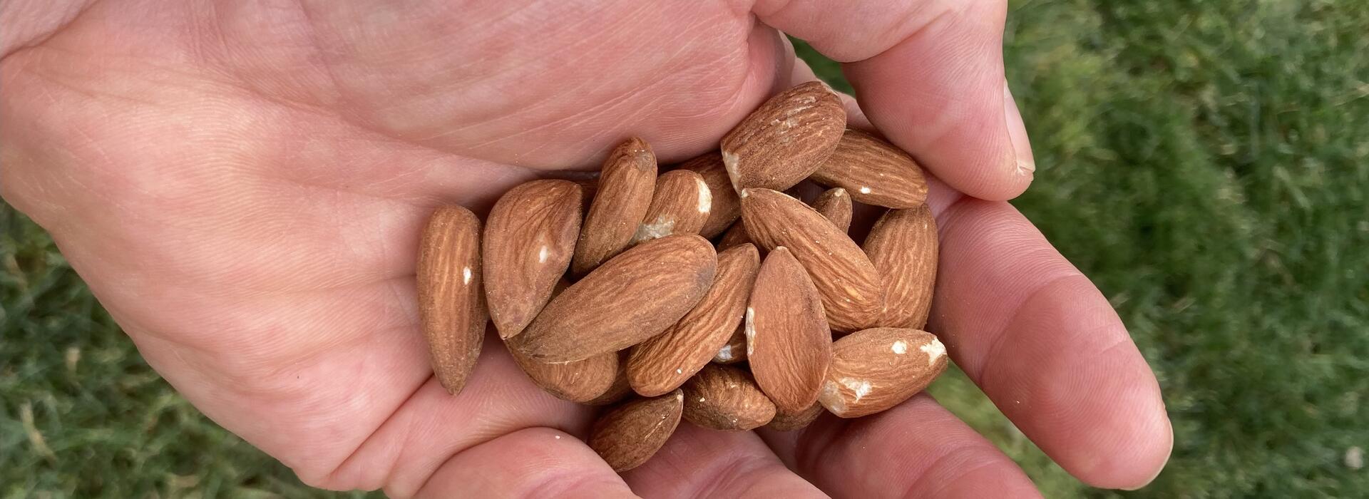 Handful of almonds
