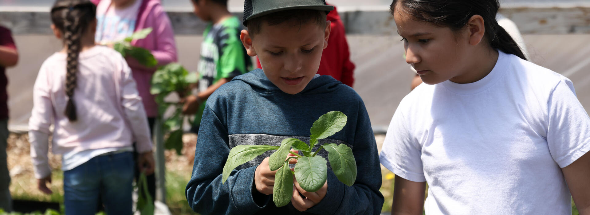 Children participate in a hands-on agricultural learning activity, with one child examining a leafy plant while others work with greens in the background inside a greenhouse.