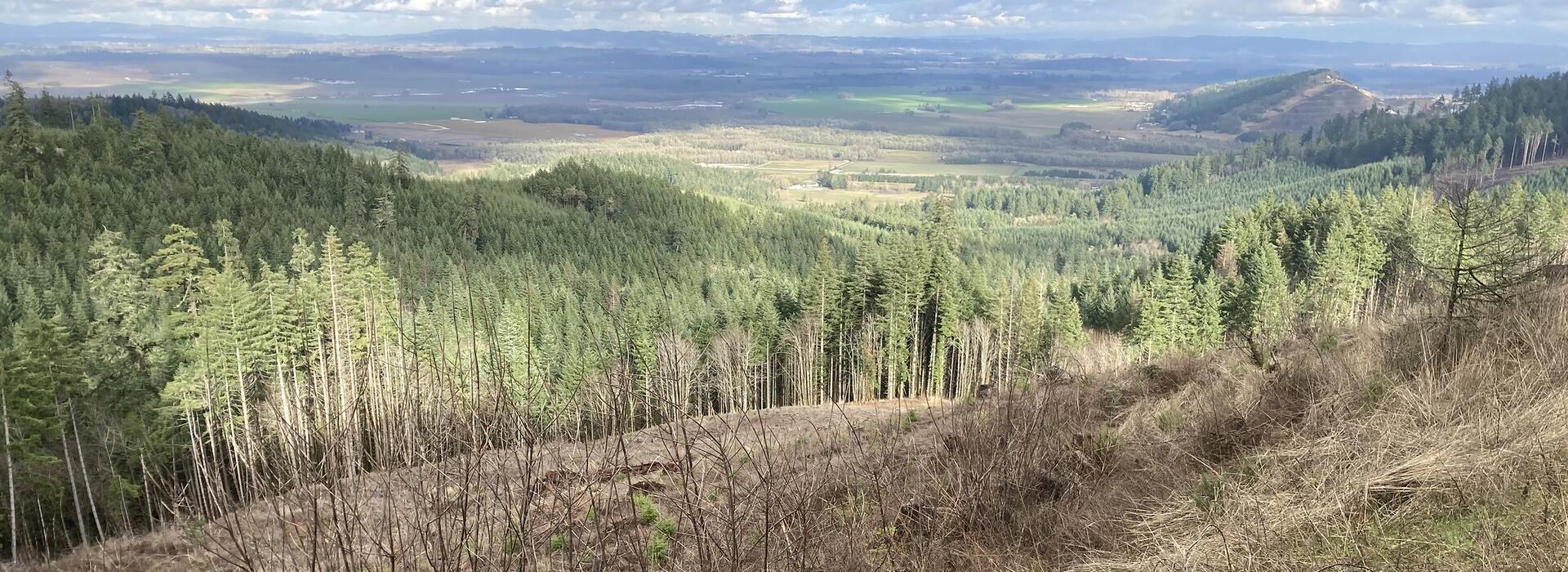 Douglas-fir forest