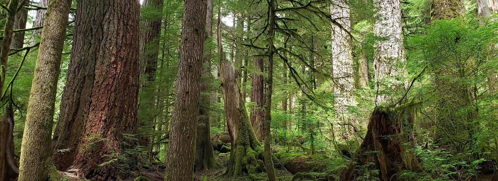PNW forest