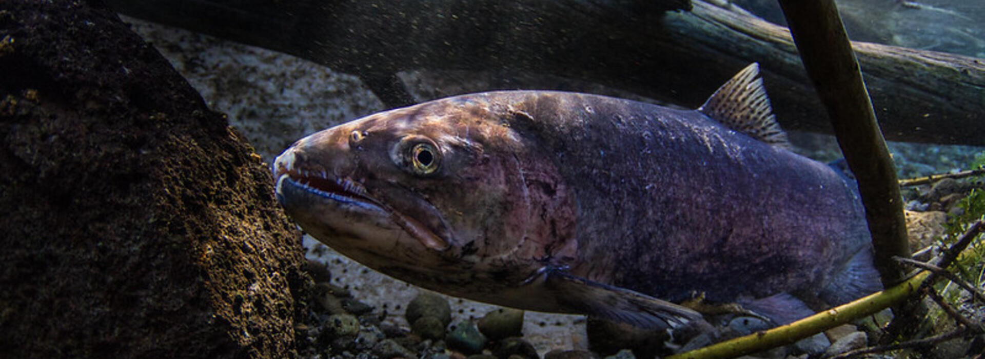 Redband trout swimming among rocks and branches underwater.