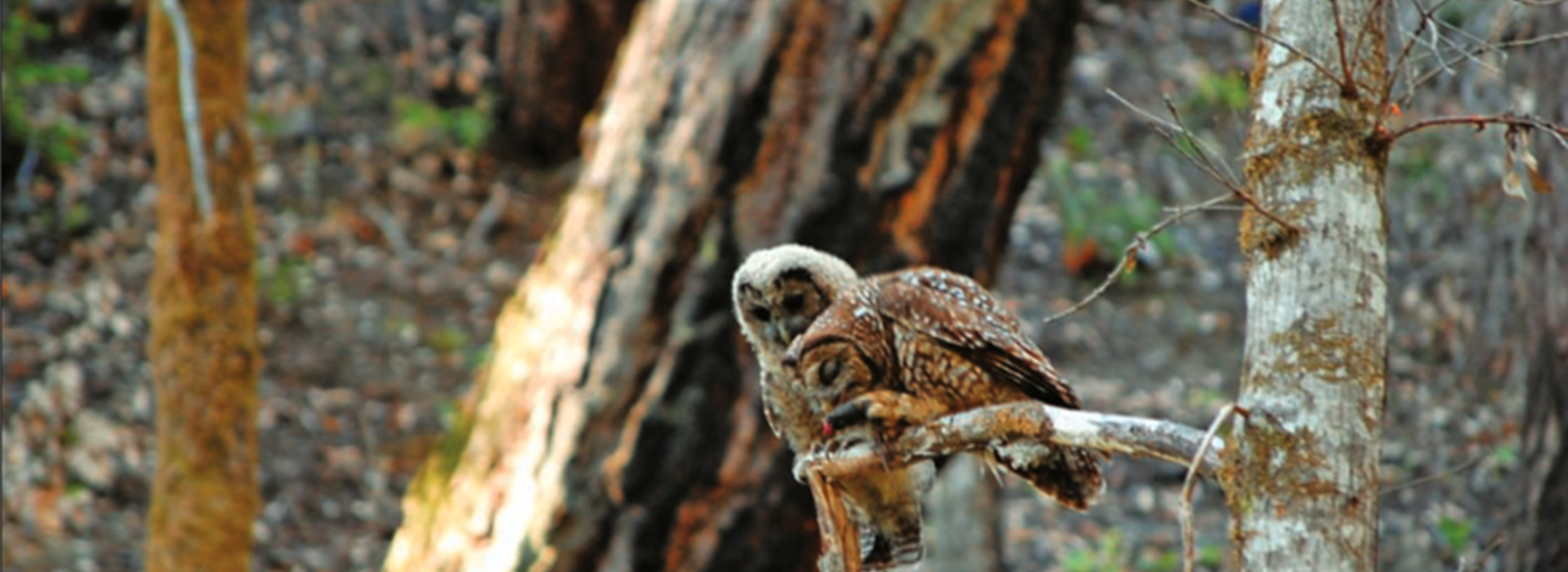 Adult and juvenile spotted owls on tree limb.