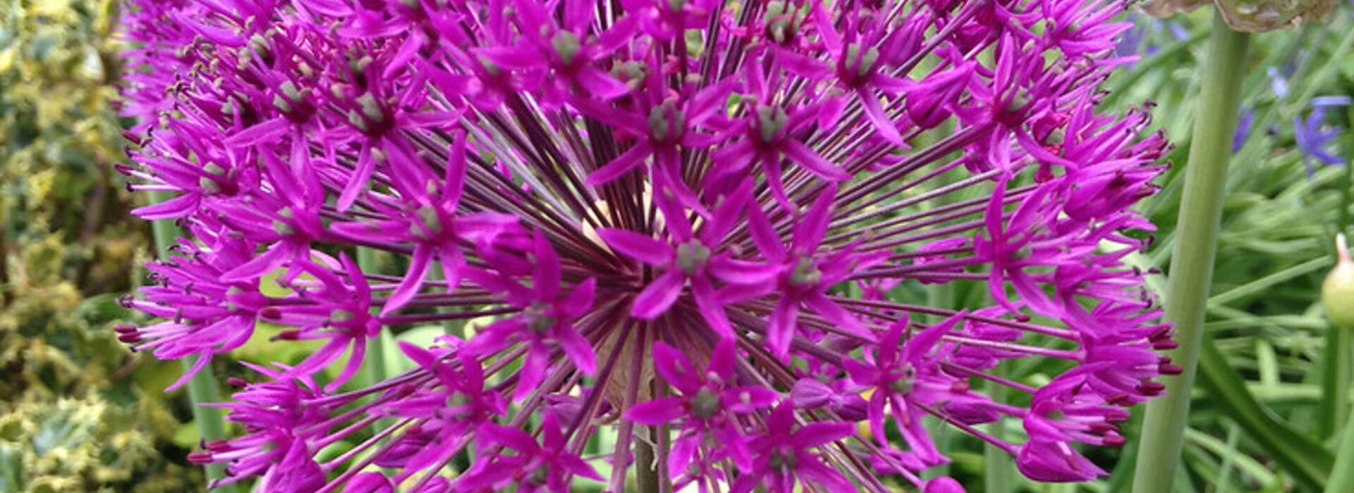 Try some unusual bulbs to change it up this spring. Photo by Karen Zimmerman.