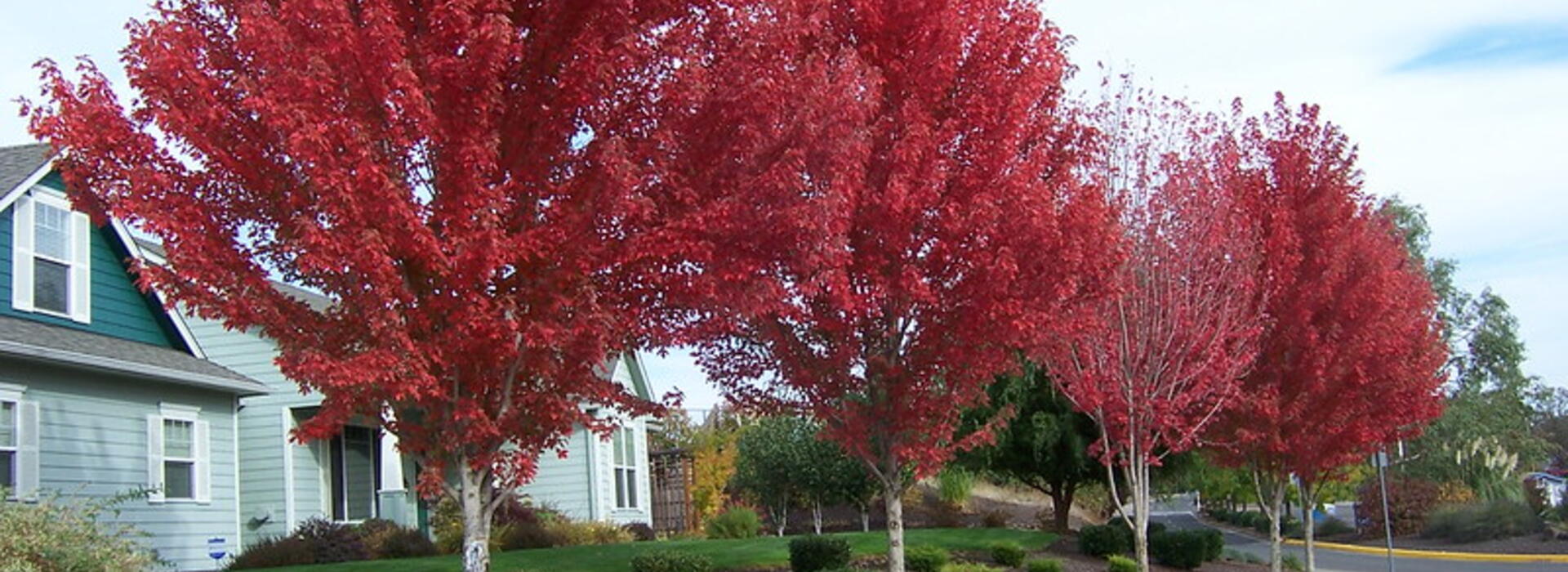 Trees in fall color. Photo by Neil Bell.
