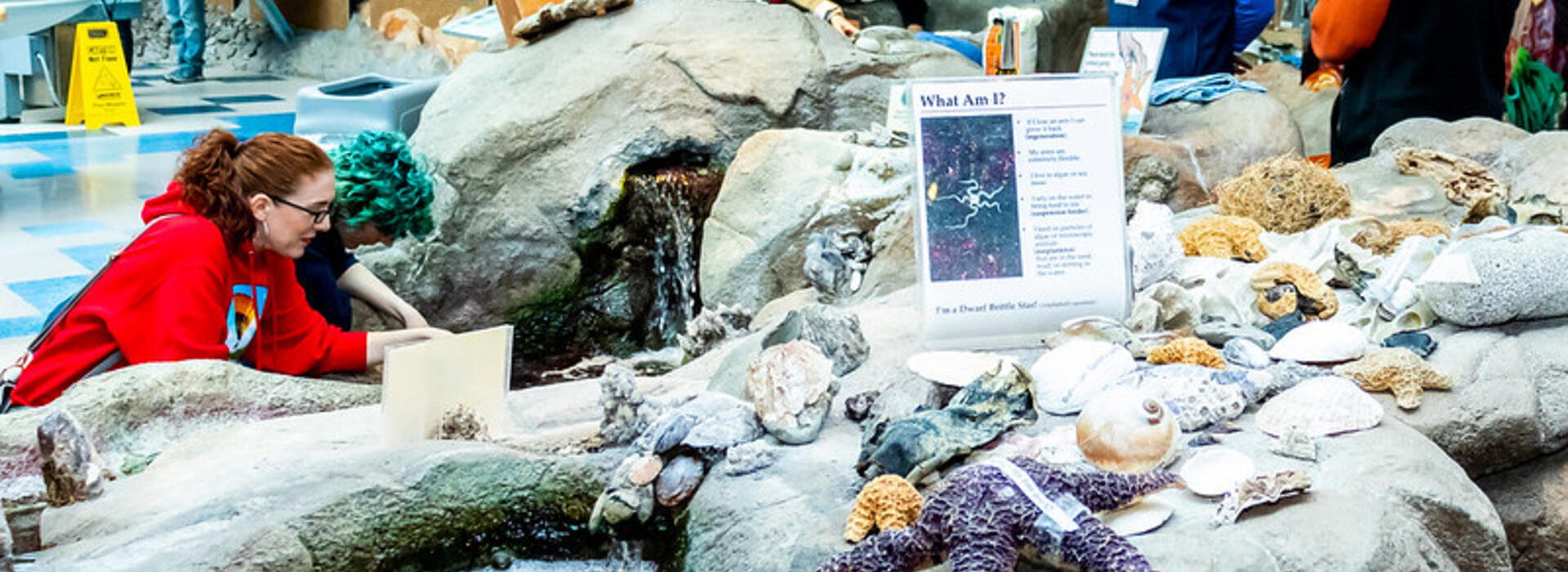 Image of a man made tidepool with people gathered around looking at sea stars and sea anemones. 