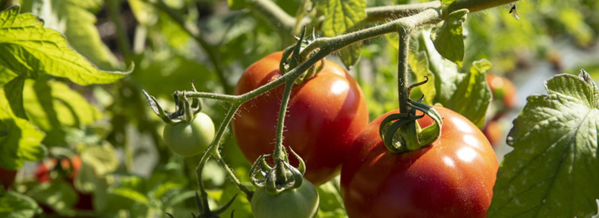 tomato