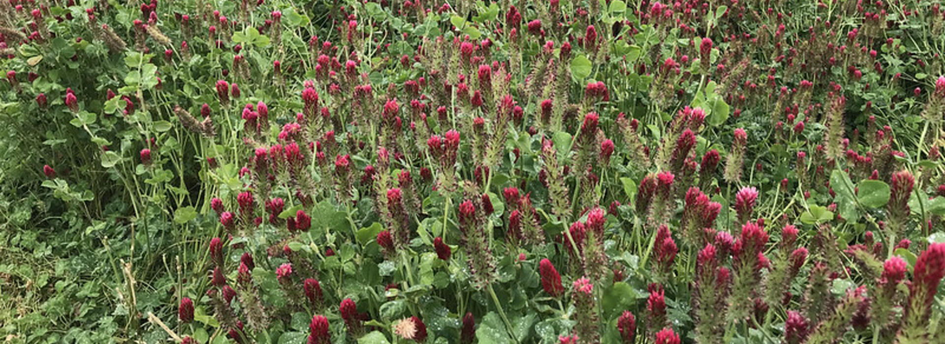 clover cover crop