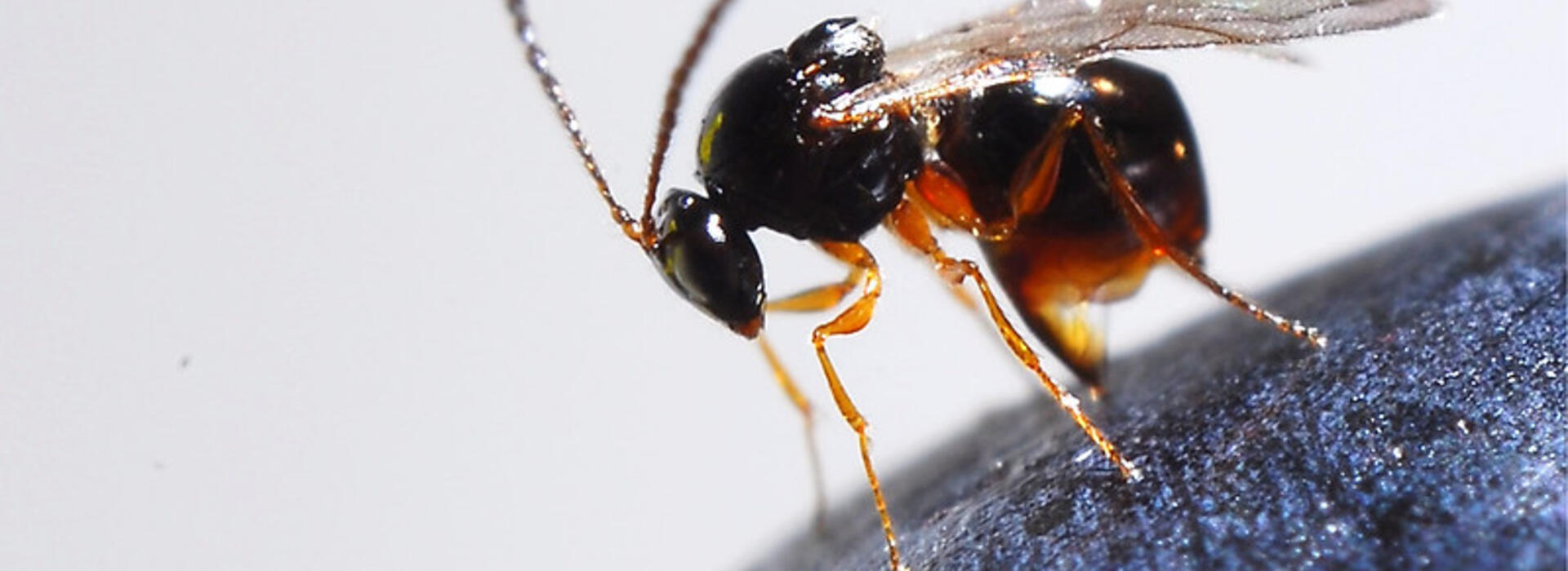 Ganaspis brasiliensis wasp