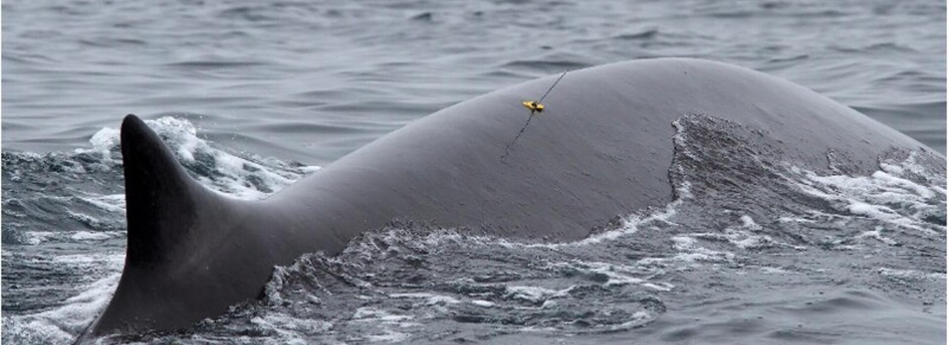 A fin whale is shown with a small yellow tag and antenna on its back. 