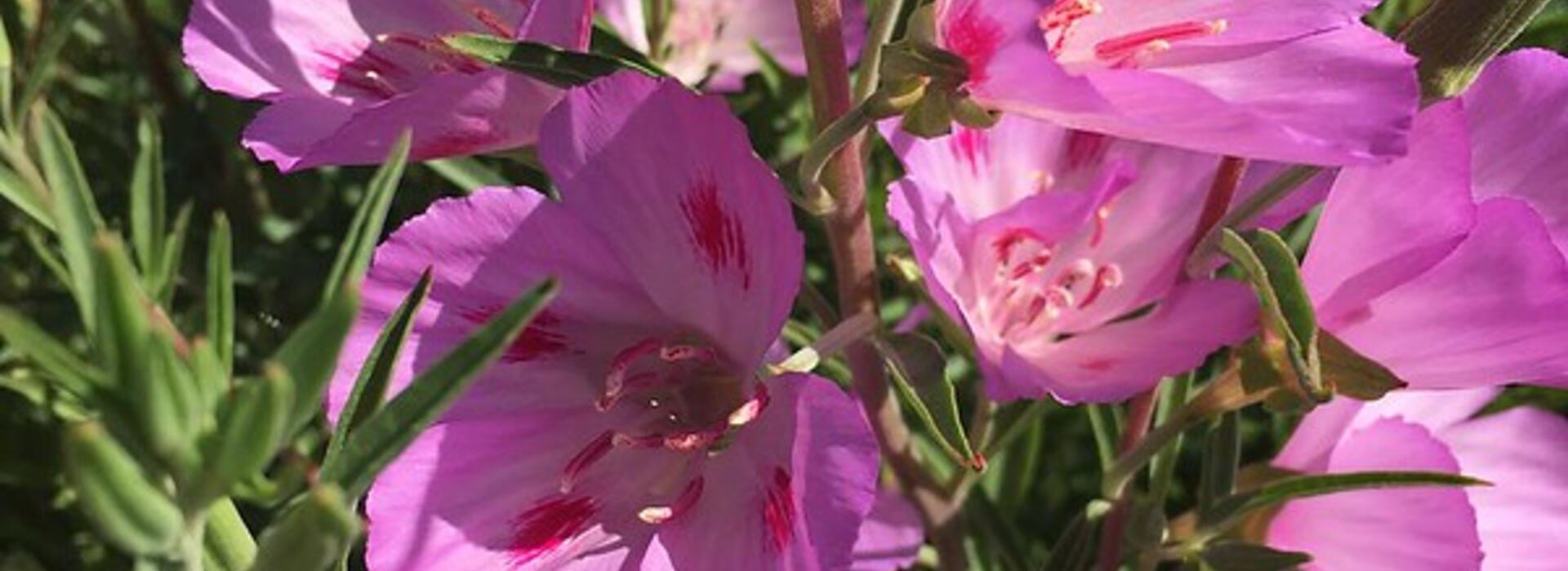 Pollinators preferred native Clarkia amoena over its cultivars. Photo by Jen Hayes.