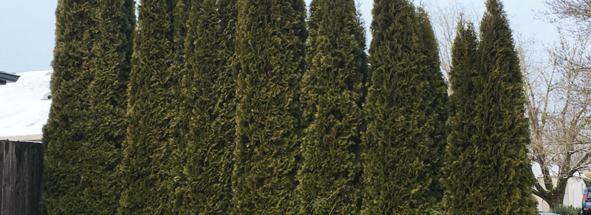arborvitae