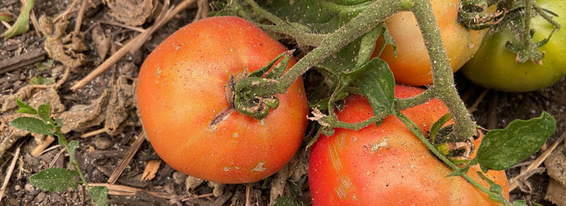ash on tomatoes