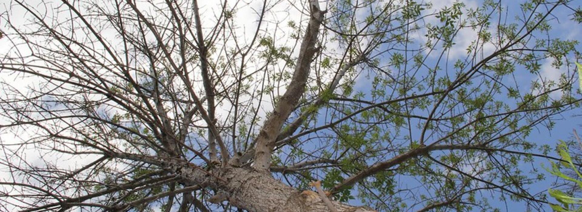 Symptoms of an emerald ash borer infestation are a dying crown, sucker shoots growing from the trunk or base of the tree, D-shaped holes in the bark, splitting back and S-shaped areas underneath the bark. 